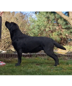 Femme Fatale Benison Femme Fatale Benison